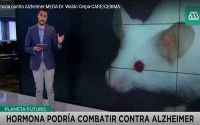 Comentario de Dr. Waldo Cerpa acerca de la relación entre la irisina y el Alzheimer en Meganoticias